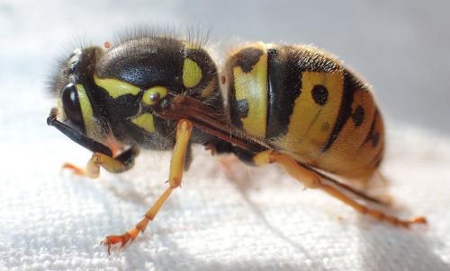 Vespula germanica